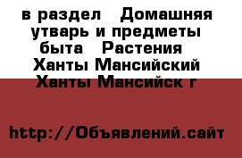  в раздел : Домашняя утварь и предметы быта » Растения . Ханты-Мансийский,Ханты-Мансийск г.